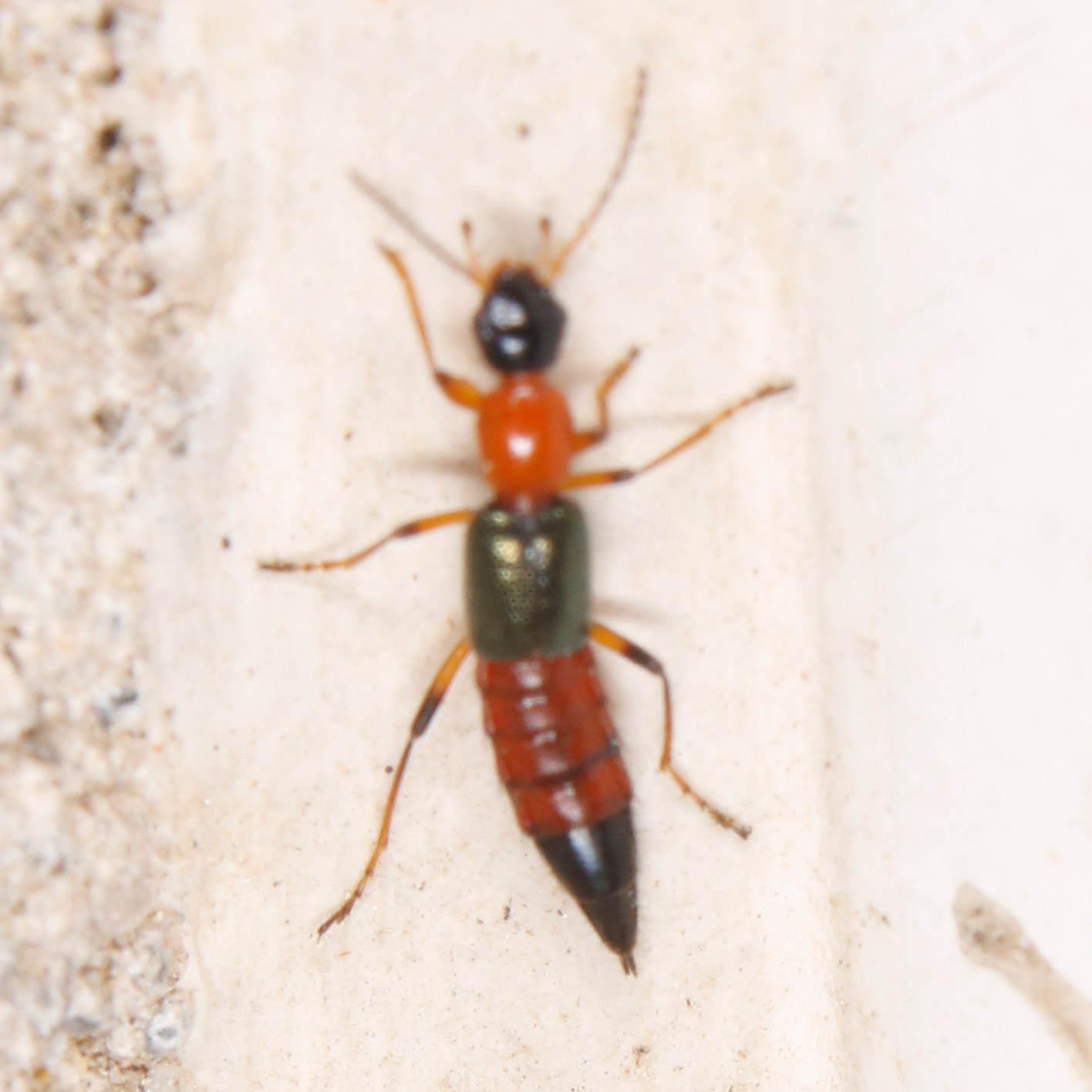Staphylinidae: Paederus da identificare